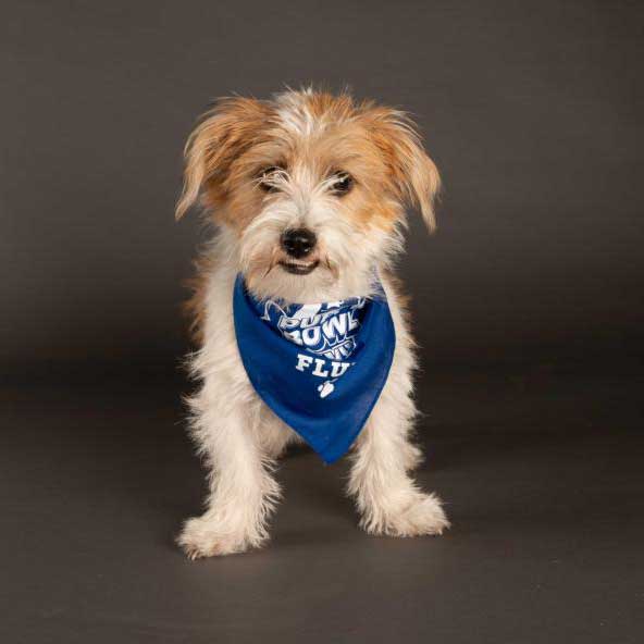 Pippa, Team Fluff - Puppy Bowl 2021 (photo by Elias Weiss Friedman/Animal Planet)