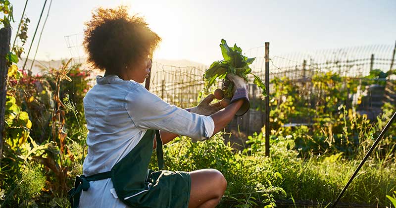 Gardener pulling vegetables in garden; Through the Eyes of Art: The Cookout Challenge with MoPOP